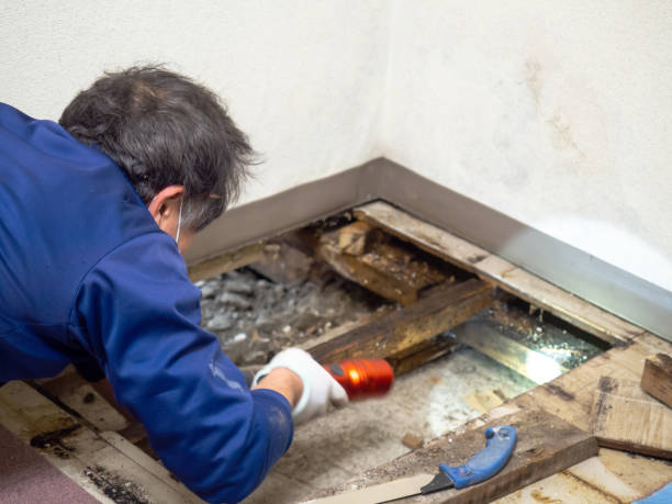 Best Black Mold Removal  in Candor, NC
