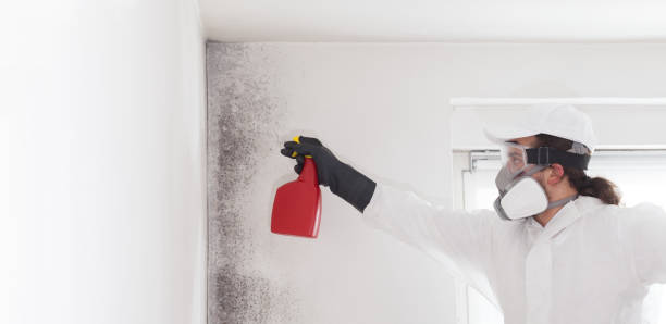 Best Office Mold Removal Services  in Candor, NC