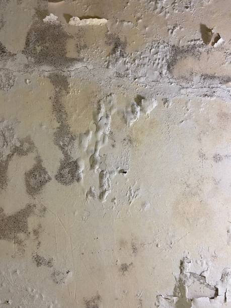 Best Mold Cleaning Services  in Candor, NC