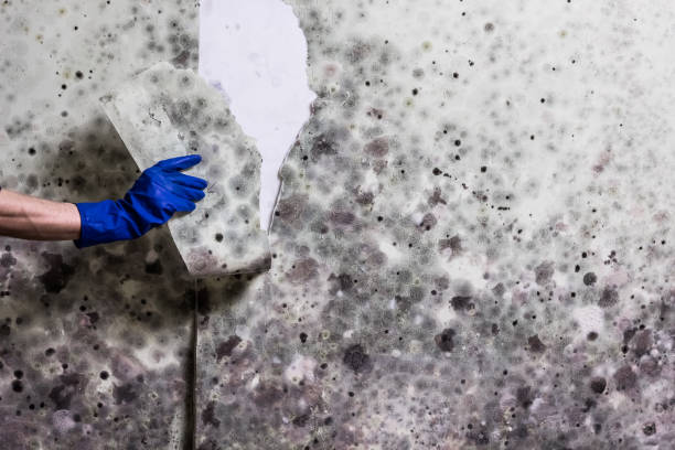 Best Affordable Mold Removal  in Candor, NC