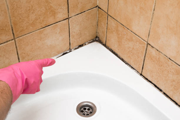  Candor, NC Mold Removal Pros